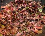 A picture of step 2 of Lal saag.