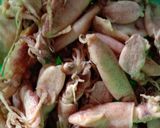 Foto langkah ke 2 dari resep Cumi asin pete bumbu terasi.