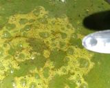 पालक पनीर (palak paneer recipe in Hindi) रेसिपी चरण 7 फोटो