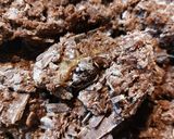 Foto del paso 6 de la receta: Galletas con Cacao Puro Estilo Nueva York