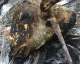 Foto langkah ke 1 dari resep Tongseng Kepala Kambing.