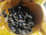 Paté de aceitunas negras
