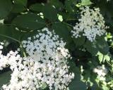 Elderflower Cordial #mycookbook recipe step 1 photo