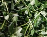 A picture of step 1 of Methi Onion Rayata.