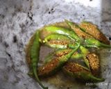 मिर्च मसाला (Mirch masala recipe in hindi) रेसिपी चरण 2 फोटो