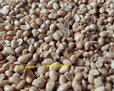 Foto langkah ke 5 dari resep Kacang Bawang.