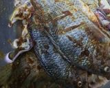 Foto langkah ke 4 dari resep Ikan Nila Bakar Pedas Manis.