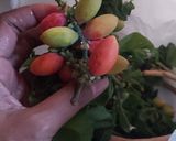 Foto langkah ke 2 dari resep Sayur asem bening, pakai mangga muda.