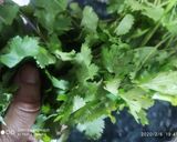 A picture of step 1 of Tomato coriander chilli chutney.