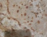 A picture of step 10 of Muli ke paraathe.