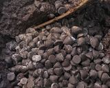 Foto langkah ke 4 dari resep Double Chocolate Cookies.