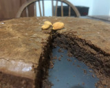 Foto del paso 6 de la receta: Brownie fácil y Vegano!