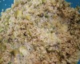 Foto del paso 5 de la receta: Yakimeshi de quinoa 🥦🍚
