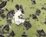 Foto langkah ke 3 dari resep Puding oreo rasa vanilla dan pandan.