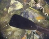 Foto langkah ke 3 dari resep Sup tuna.