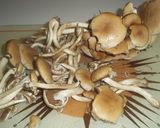 Foto del paso 1 de la receta: Bolets