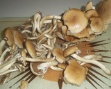 Foto del paso 1 de la receta: Bolets