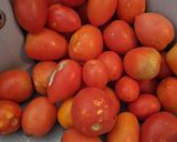 Foto del paso 2 de la receta Salsa de tomate casera🍅🍅🍅