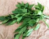 Foto del paso 7 de la receta Sopa de bacalao, chirlas y judías planas al aroma de lovage