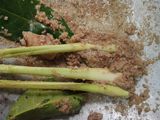 Semur telor kentang tahu