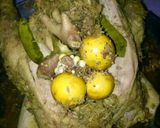 รูปขั้นตอนการทำที่ 1 ของ ไก่นึ่งสมุนไพร