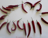 Foto del paso 4 de la receta: Pimientos secos