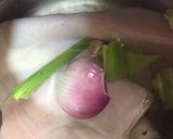 Foto del paso 1 de la receta: Mondongo al estilo DOMINICANO