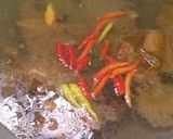 Foto langkah ke 4 dari resep Ikan asin masak asam II.
