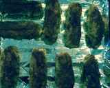 Foto del paso 5 de la receta: Conos de auyama y batata (Kogame Imo)