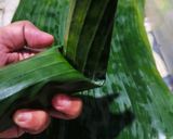 Foto langkah ke 5 dari resep Nasi Bakar Sumsum Sapi Khas Banten.