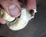 Foto del paso 1 de la receta: Crema de champiñones a la 3 M