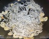 Foto del paso 1 de la receta Ensalada de gulas con verduras templadas