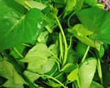 Hình bước làm 1 của món Rau Lang Luộc