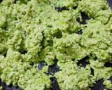 A picture of step 4 of Lilva ni petis.