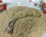Foto langkah ke 3 dari resep Ebi Furai / Tempura Udang.