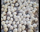 Foto del passaggio 5 della ricetta Gnocchi di patate ripieni di ciauscolo
