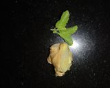 A picture of step 2 of Tulsi Ginger Tea.
