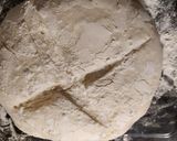 Foto del paso 7 de la receta: Pan con biga