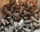 Gambar langkah 1 resipi Gulai Siput Sedut Masak lemak Cili Api.