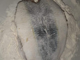 سردين مشرمل
