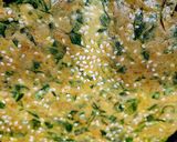 A picture of step 4 of Calcium Rich Methi Leaves Multigrain Dhebra Gujarati Style - Fenugreek Leaves Paratha.