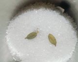 A picture of step 3 of Semolina Halwa.