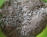 A picture of step 2 of Tea masala.