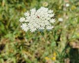 Foto del passaggio 1 della ricetta Fiore di Carota selvatica in pastella