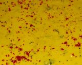 પીળા ઢોકળા(yellow dhokla recipe in Gujarati) રેસીપી સ્ટેપ4ફોટો