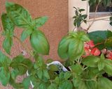 Foto del paso 2 de la receta: Pollo Verde🌴