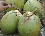 Foto langkah ke 1 dari resep Es jeruk degan.