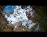 A picture of step 1 of Butterfly chicken.