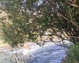 عکس مرحله 9 از دستور جوجه کباب با آبغوره در طبیعت
