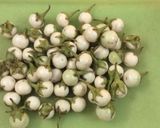 Hình bước làm 1 của món Cà pháo muối 